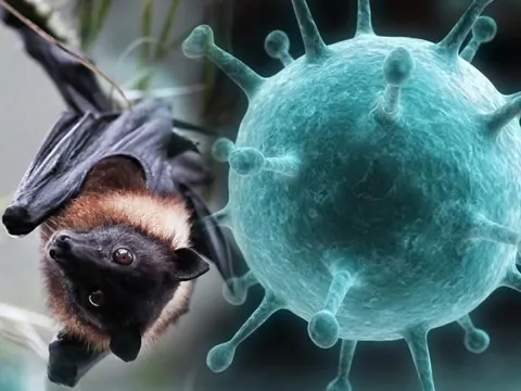 Cảnh báo nguy cơ xâm nhập virus Nipah: TP.HCM siết chặt giám sát y tế